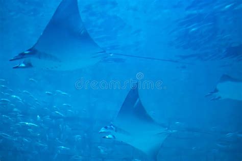 Manta Ray In Aquarium At Seaworld In International Drive 2 Editorial