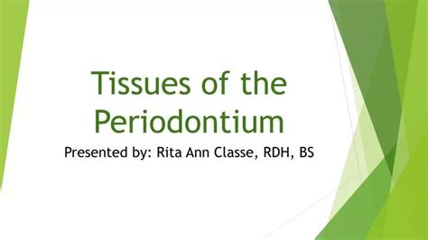 Ppt Tissues Of The Periodontium Powerpoint Presentation Free