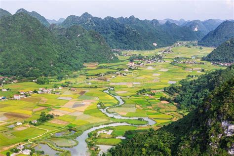 Rice Field In Valley In Bac Son Vietnam Stock Photo Image Of Bird