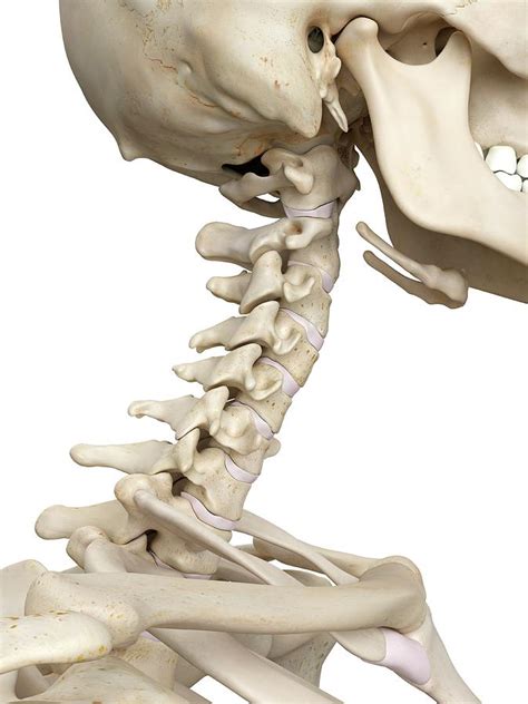 Human Cervical Spine Photograph By Sciepro Fine Art America