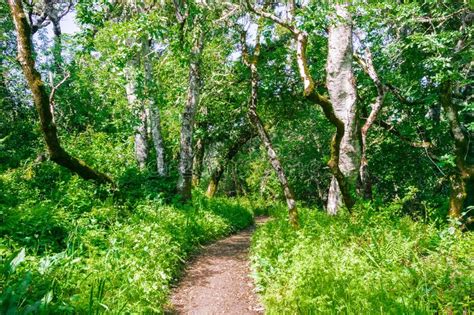 Verdant Forest Stock Photo Image Of Streaming Scenic 959860