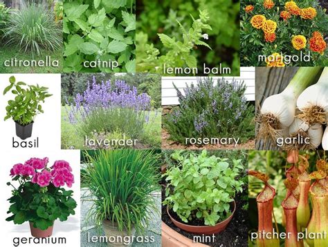 Plants you can use to fend off mosquitoes in the coming months ...