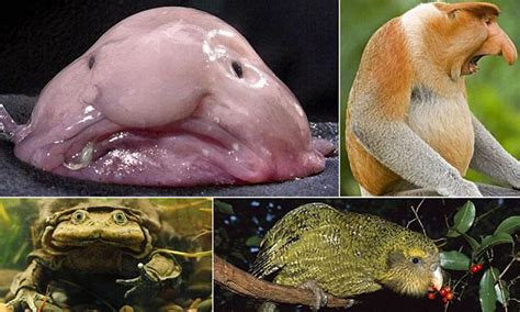 Top 152 When Was The Blobfish Voted Ugliest Animal