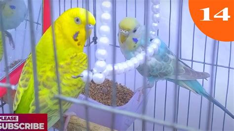 Minute Budgie Sounds For Shortly Video Budgies Part Youtube