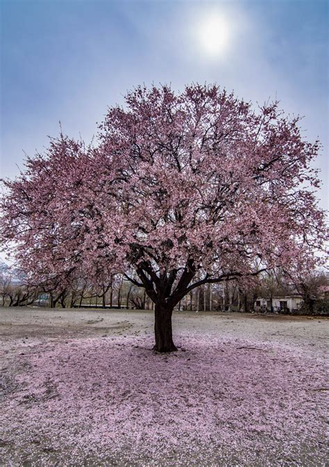 A Pink Tree Smithsonian Photo Contest Smithsonian Magazine