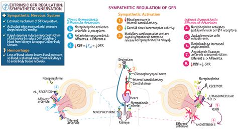 Extrinsic Gfr Regulation Sympathetic Nervous System Ditki Medical