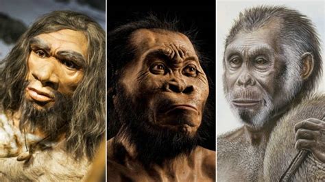 This species survived until between 226,000 and 335,000 y ago, placing it in continental africa at the same time as the early ancestors of. 'Homo sapiens leefde al veel eerder dan gedacht' | NOS