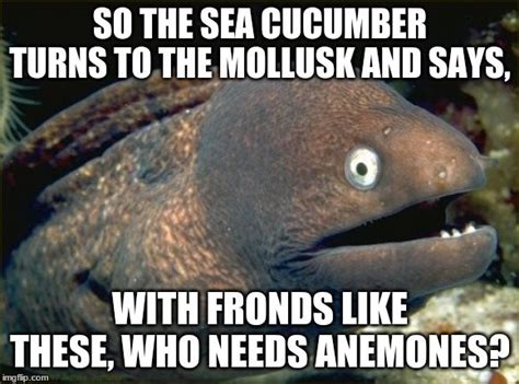 so the sea cucumber meme guy
