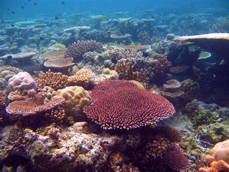Great Barrier Reef Corals Can Survive Global Warming For Another Century