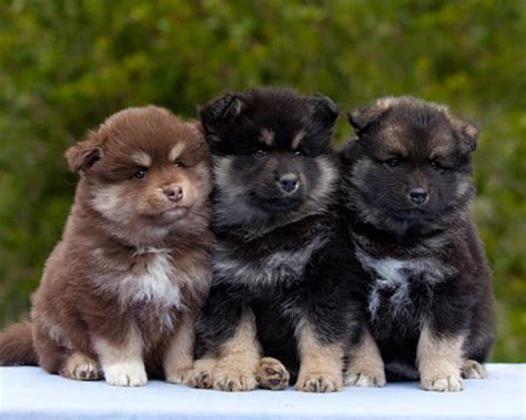 6 3 Months Old High Quality Finnish Lapphunds Dog Puppy For Sale Or