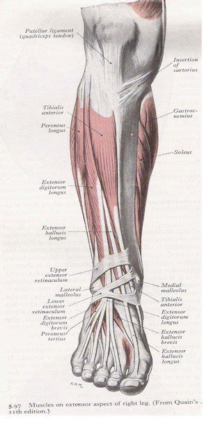 The muscle ends in tendons and the tendons plug the muscle into bones. Muscles of the anterior leg | MyFootShop.com