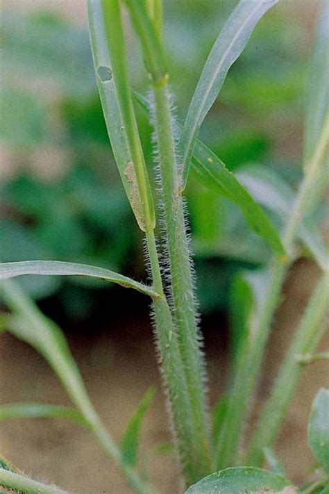 Itchgrass Rottboellia Cochinchinensis Feedipedia