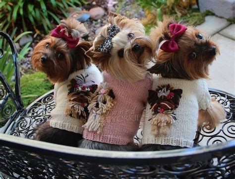 Yorkie Moms Yorkie Puppy Poodle Puppy Teacup Yorkie Cute Puppies