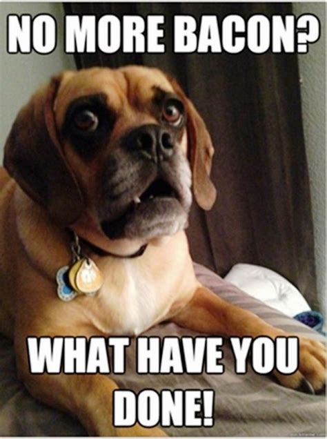 100 Funniest Dog Memes Funny Memes