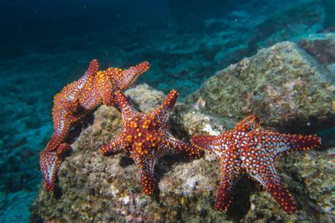 What Do Starfish Eat Diet And Facts