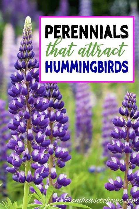 A very popular mix for increasing diversity in your garden, this choice mixture attracts butterflies. Hummingbird Plants: 25+ Of The Best Flowers That Attract ...