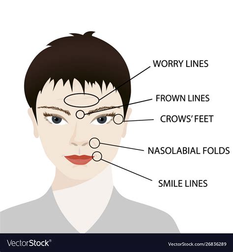 Woman Face Aging Zones Worry Lines Frown Vector Image