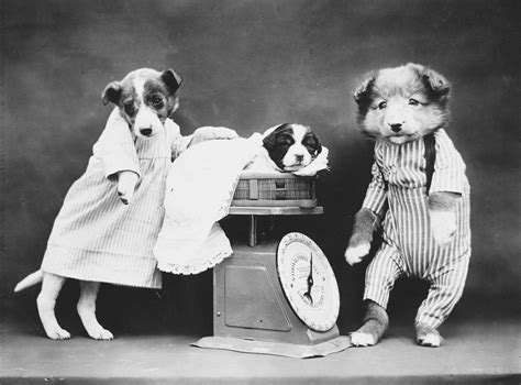 Cats And Dogs Dressed As People 1910s Monovisions