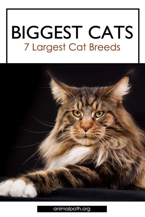 Biggest Cats 7 Largest Cat Breeds Cat Breeds Domestic Cat Breeds