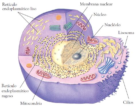 Biología 4ºa Secundario Celula Procariotas Y Eucariotas