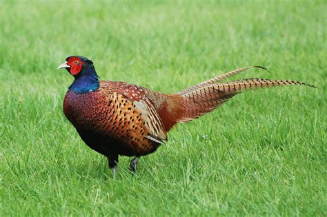 World Beautiful Birds Pheasant Birds Facts And Latest Pictures