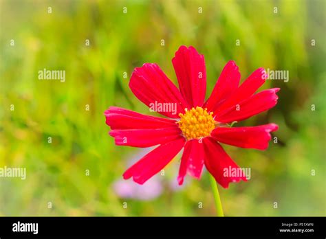 Beautiful Red Purple Cosmos Flower In The Green Background Stock Photo