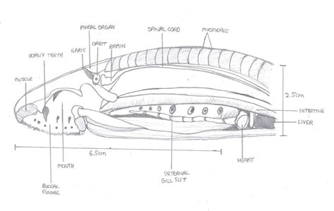 Lamprey Dissection Esophagus