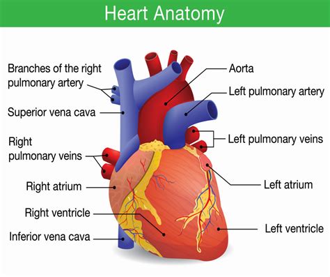 Cardiac Arrest Human Heart Anatomy Online Cpr And First