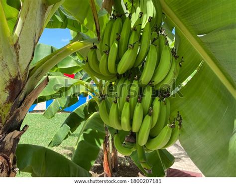 Bananas One Most Popular Fruits Worldwide Stock Photo 1800207181