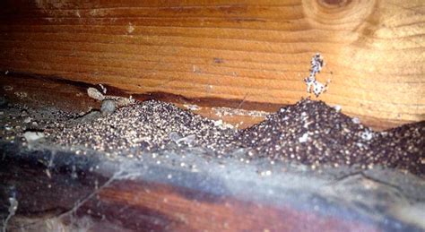10 Main Signs Of Termites Infestation In Your House Pestsguide