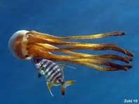 Die würfelquallen (cubozoa) bilden eine kleine, fast ausschließlich marin vorkommende klasse der nesseltiere (cnidaria) mit derzeit etwa 50 beschriebenen arten. 2. Systematik Quallen Rippenquallen, Schirmquallen ...
