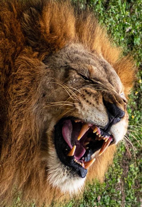 Almost In The Lions Mouth Photography By Robert Reilly Saatchi Art