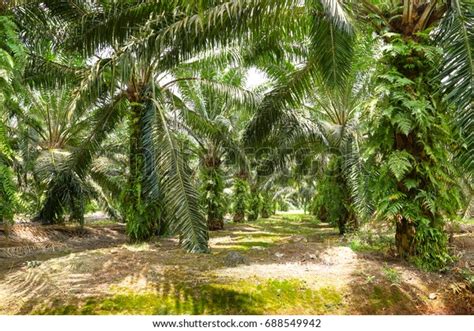 Oil Palm Plantation Palm Oil Trees 스톡 사진 688549942 Shutterstock