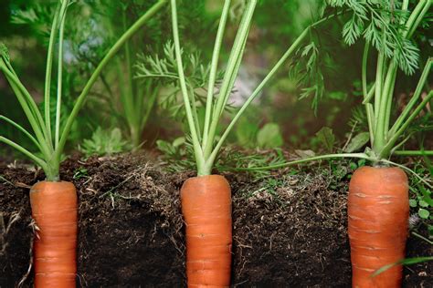 How To Grow Carrots Mother Earth News