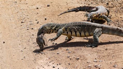 Lizard Combat Monitor Lizards Engaging In A Ьаttɩe For Fish