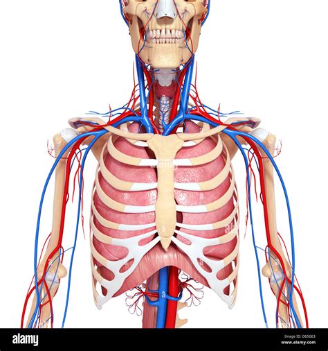 Anatomy Of Upper Yorso Anatomy Is The Study Of The Structure Of Living