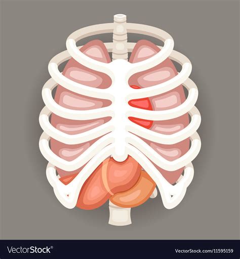 Those of you who train with us might have noticed that i'm a bit of a stickler when it comes to rib positioning. Rib Cage Lungs Heart Liver Stomach Iinternal Vector Image