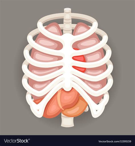 Ranch, blue cheese, honey mustard or balsamic vinaigrette. Rib Cage Lungs Heart Liver Stomach Iinternal Vector Image