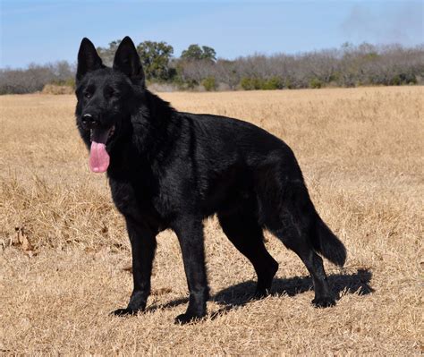 10 Facts About German Shepherd Dog You Need To Know