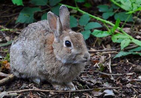 European rabbit | Wildlife Online