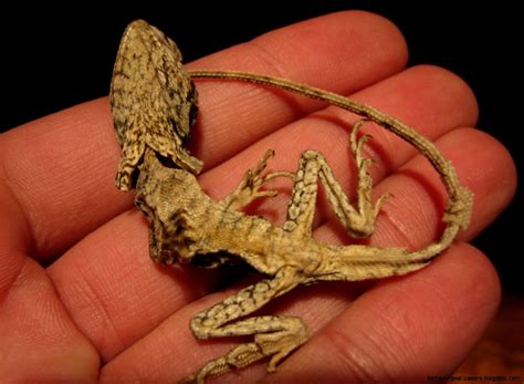 Do Bearded Dragons Have Teeth Everything You Need To Know
