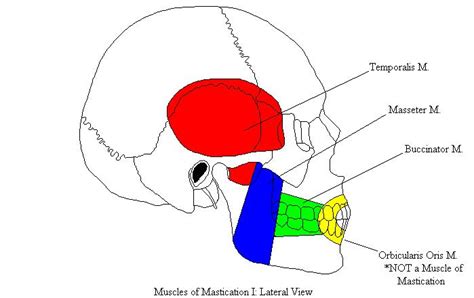 Diagram Muscles Of Mastication Diagram Mydiagram Online