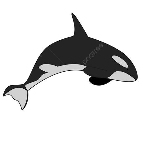 Orca Vector Png Images Cute Orca Vector Illustration Orca Orca