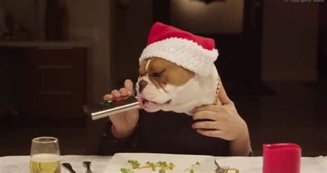 Farmers will eat their cats and dogs when they have too many, says tomek. 1 cat and 13 dogs enjoying Christmas dinner - Videos ...