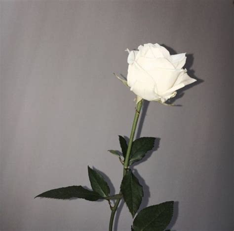 One White Rose Aesthetic Roses White Roses Flower Aesthetic