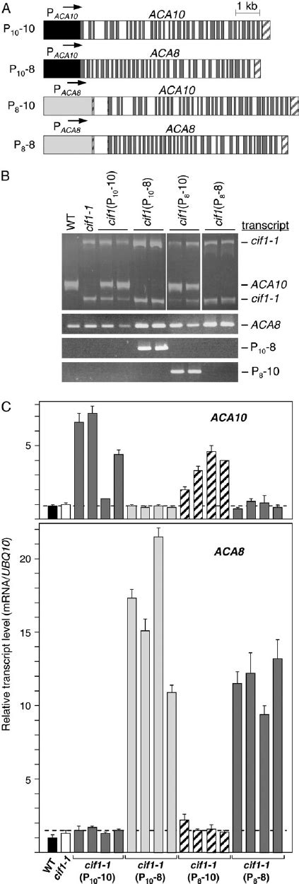 Gene Expression Analysis Of Cif1 1 Mutant Lines Complemented With Aca8