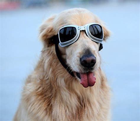 Petleso Large Dog Goggles Sunglasses Uv Goggles Goggles Golden