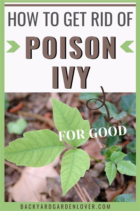 It requires careful handling and diligent work to remove it. Learn how to get rid of poison ivy plants from around your ...