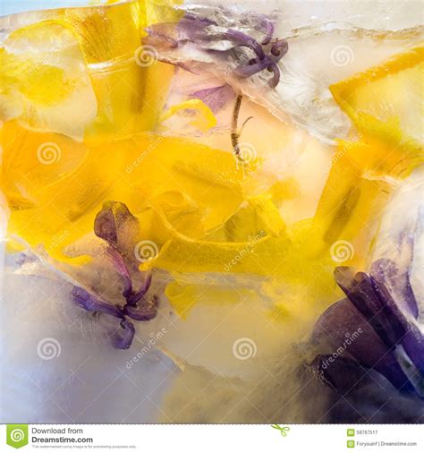 Frozen Flower Of Iris Stock Image Image Of Frozen Cold 58767517