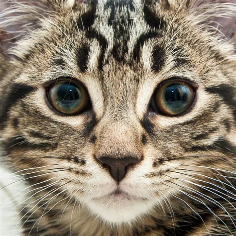 Kitten Face Flickr Photo Sharing